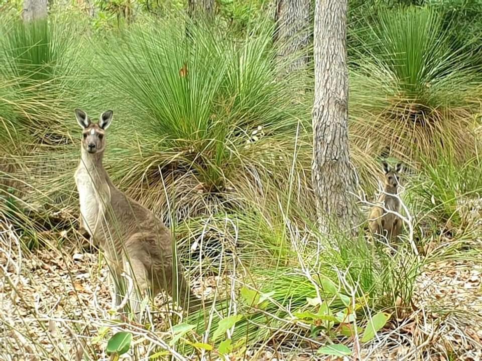 Bussells Bushland Cottages Margaret River ภายนอก รูปภาพ