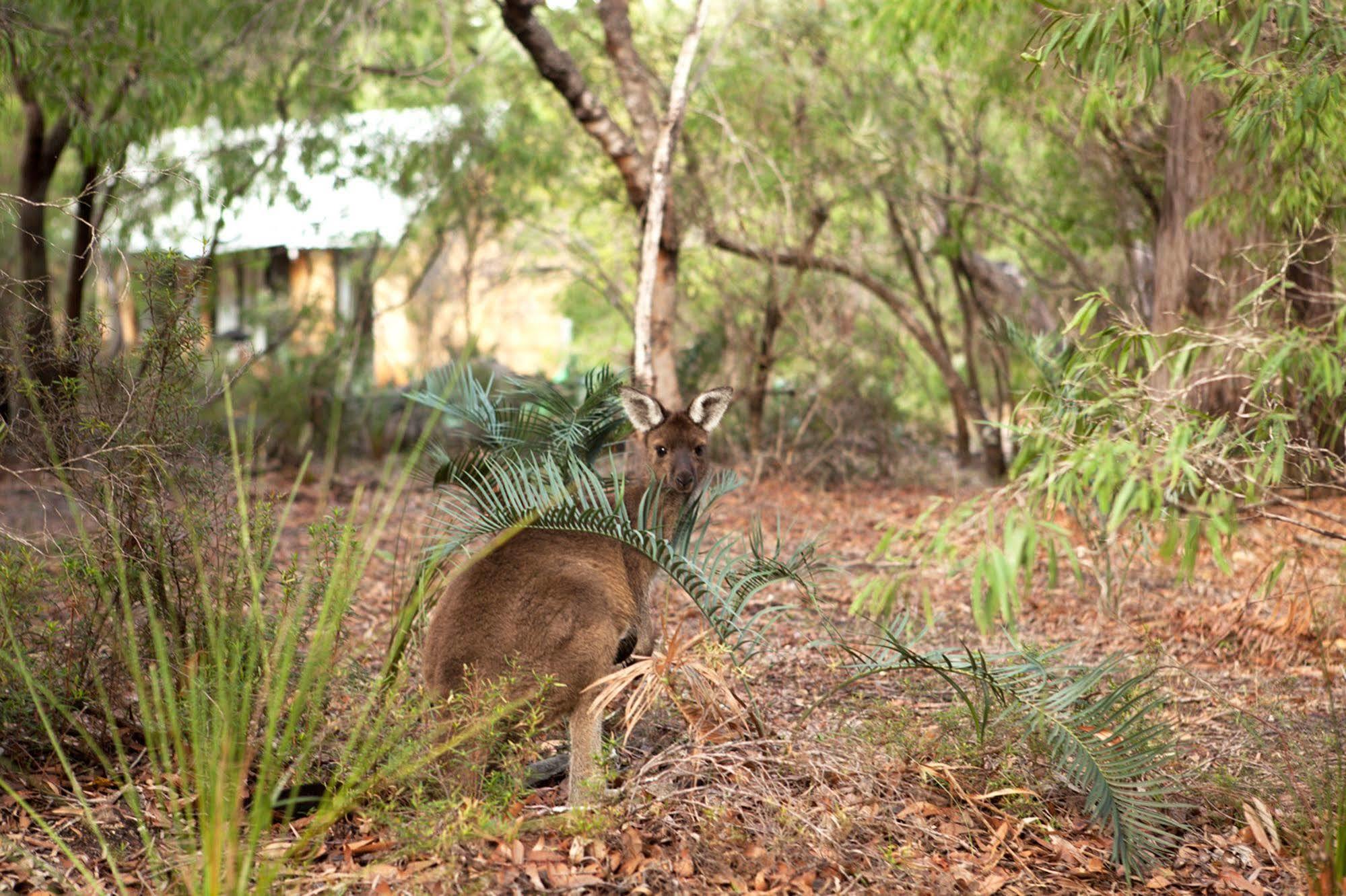 Bussells Bushland Cottages Margaret River ภายนอก รูปภาพ